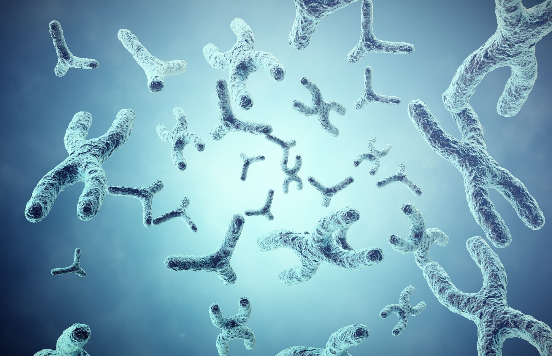 male and female chromosomes