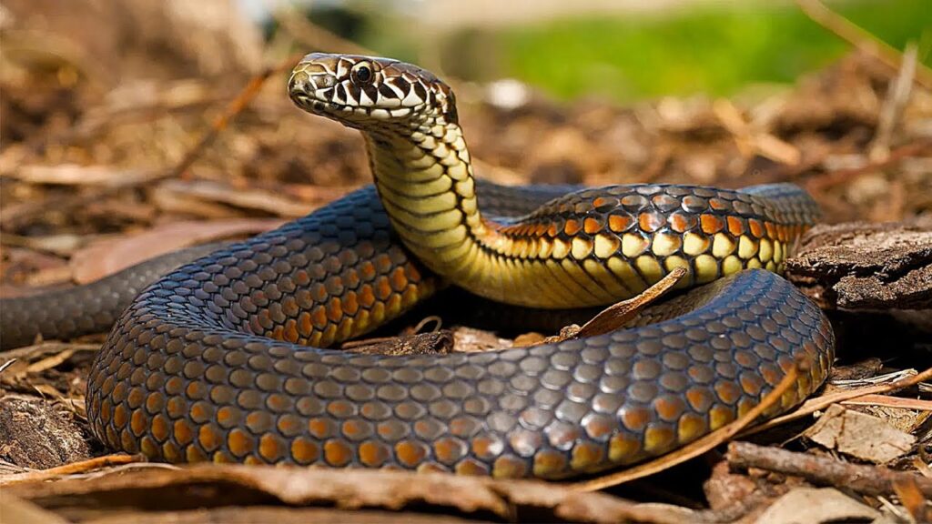 poisonous snake