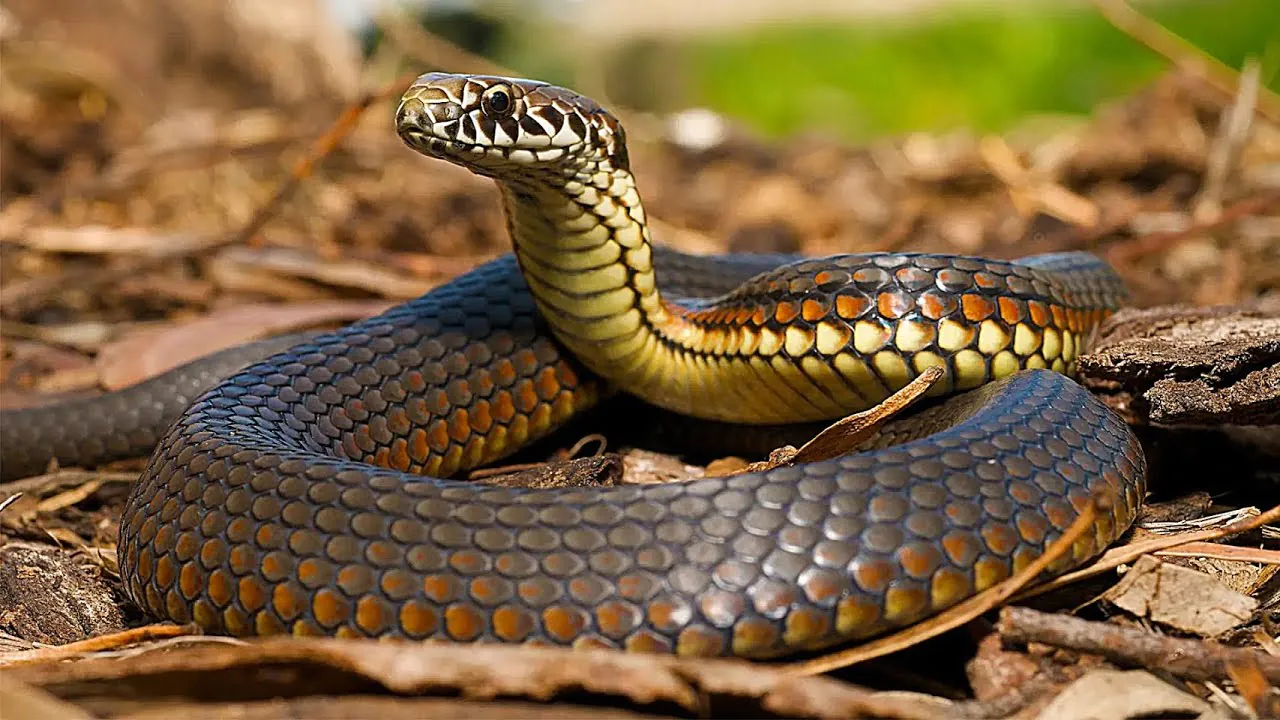 poisonous snake
