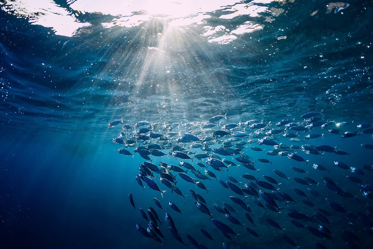 tuna in the ocean