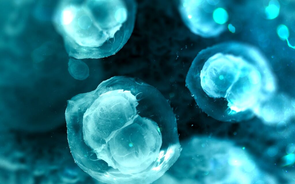 embryonic cells