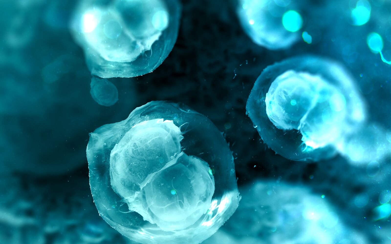 embryonic cells