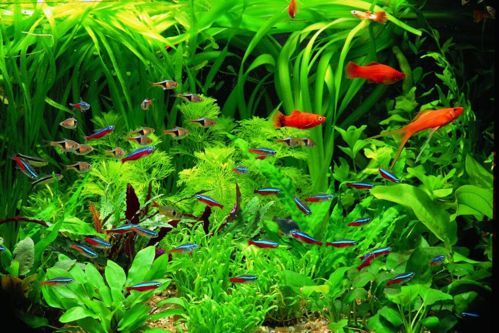 aquarium plants
