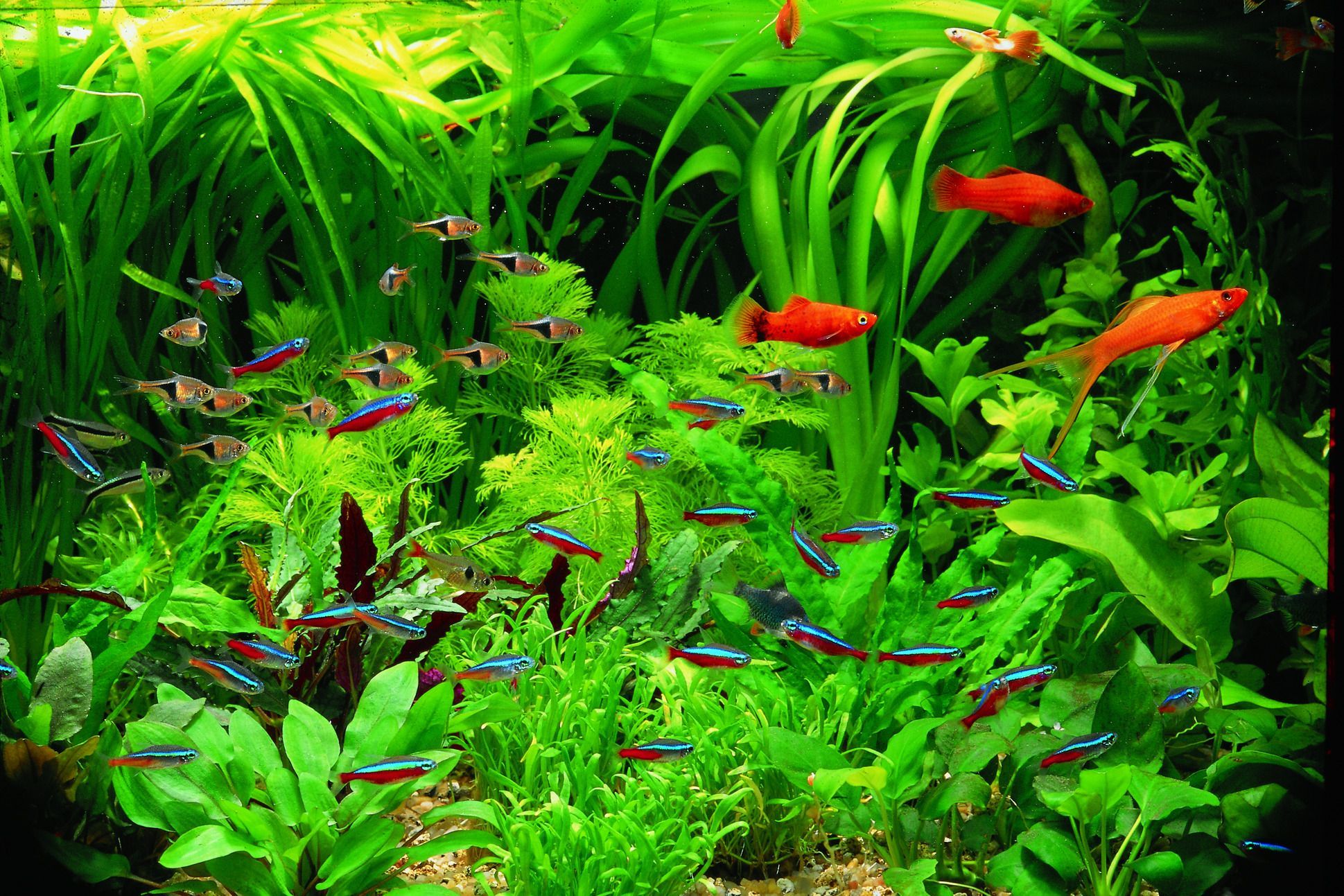 aquarium plants