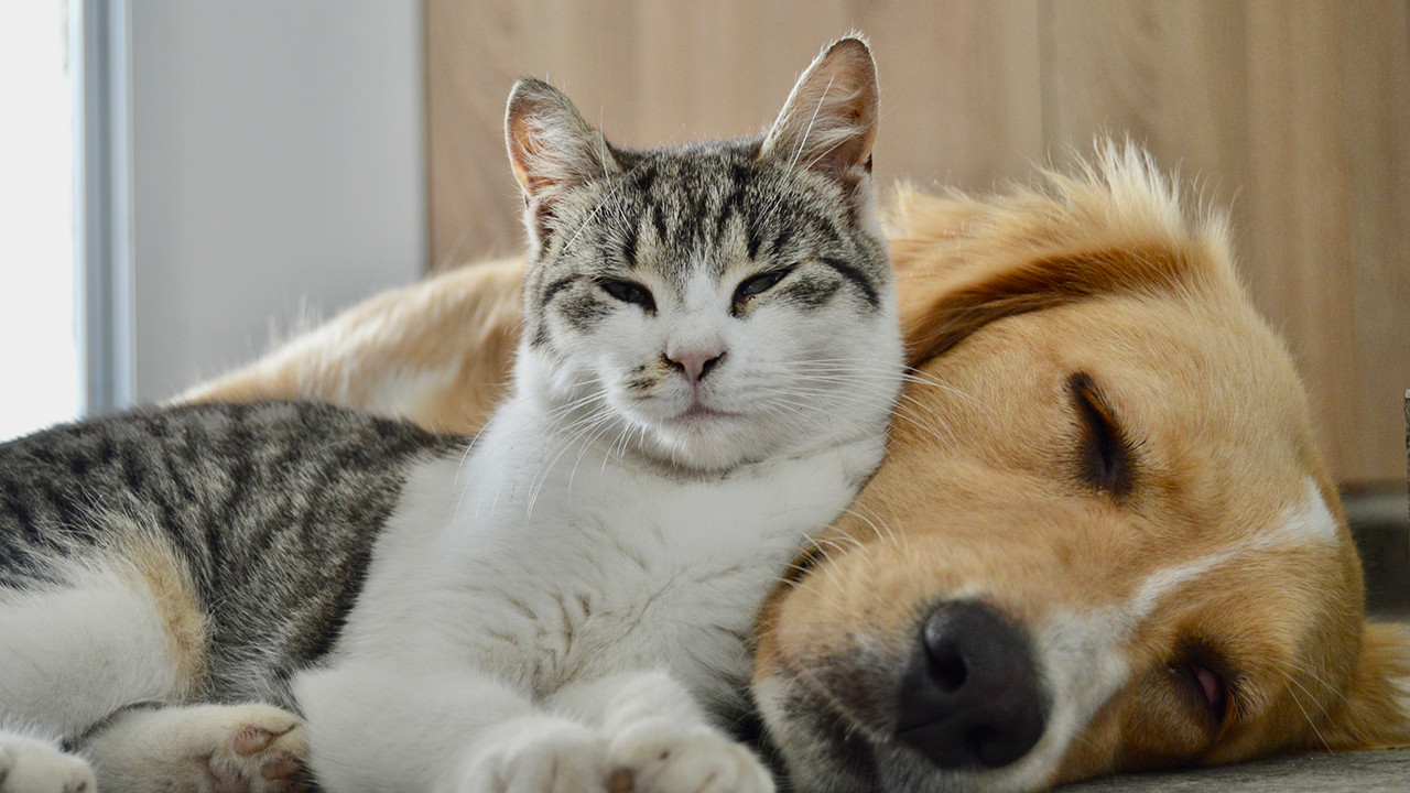 cat and dog