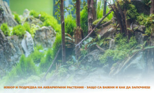 izbor-i-podredba-na-akvariumni-rasteniq