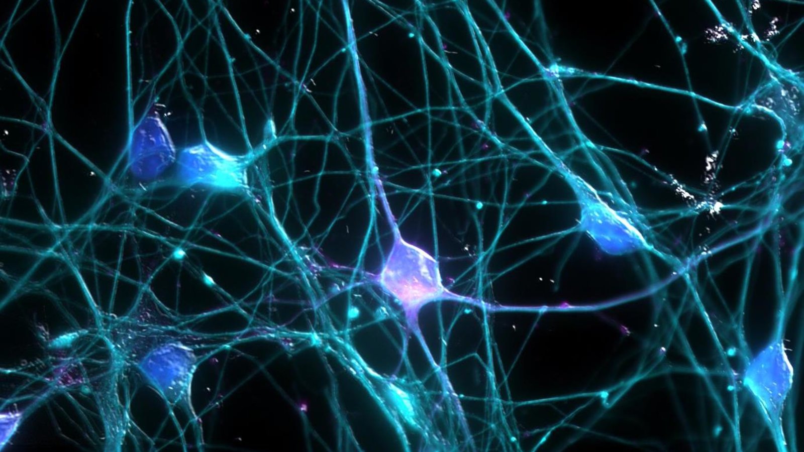 neurons that control anxiety